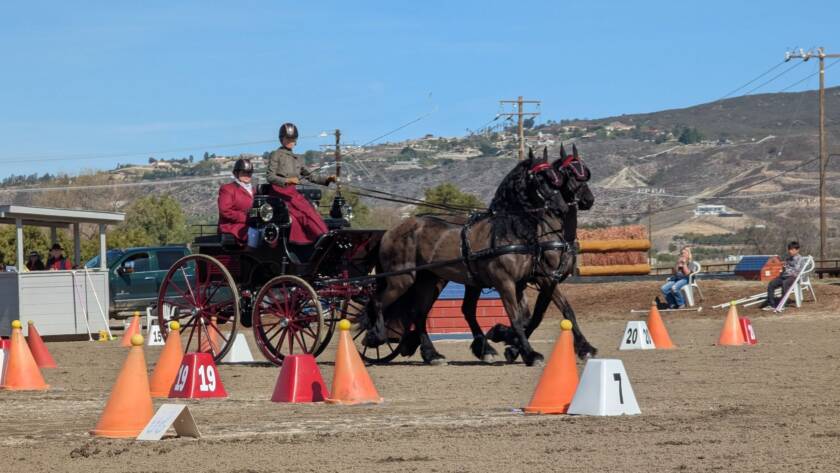 Driving horse competition at Gawlay Downs