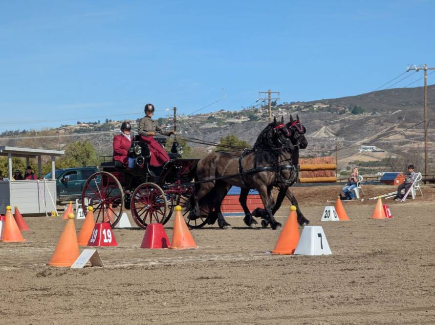Driving horse competition at Gawlay Downs