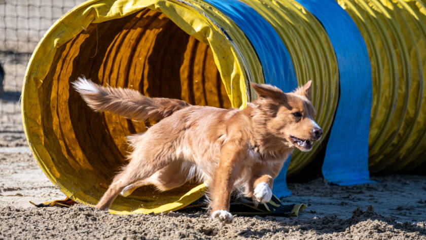Dog agility competition
