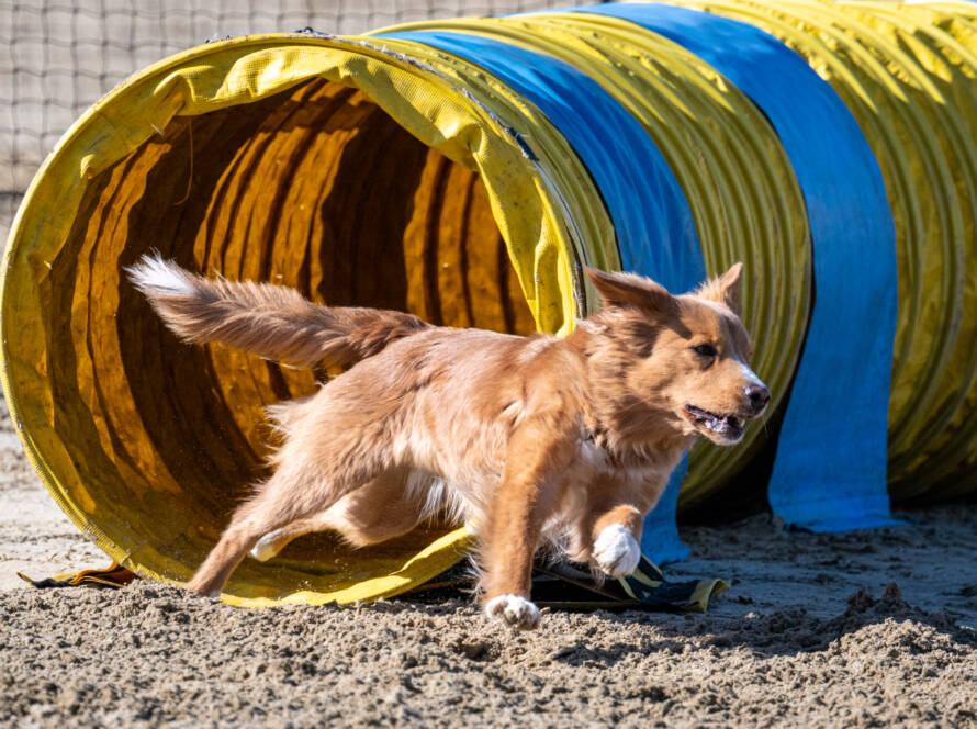 Dog agility competition